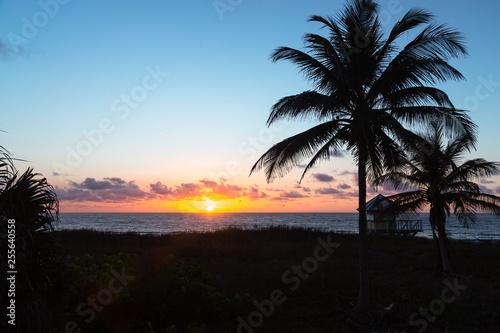 Fototapeta Naklejka Na Ścianę i Meble -  Golden sunrise with palm trees on Delray Beach in Florida in late winter.