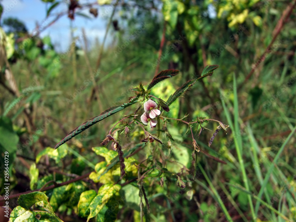 Acercamiento a las flores de una leguminosa silvestre. Acercamiento a las flores de una leguminosa silvestre.