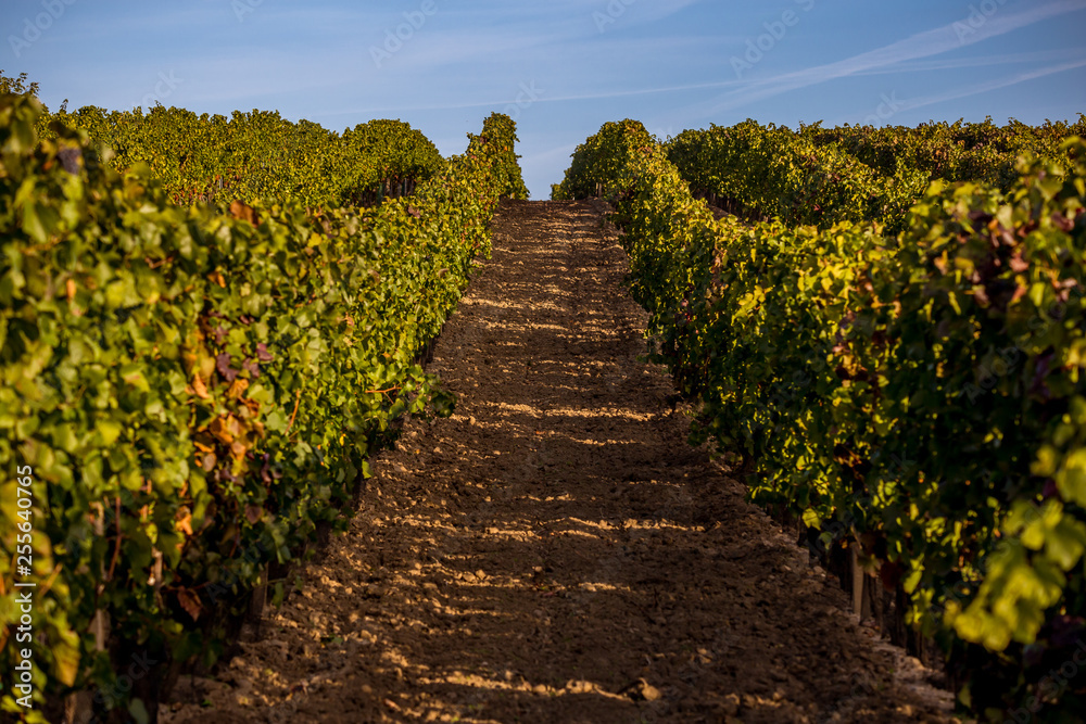 Obraz premium Rows of vines on the hill