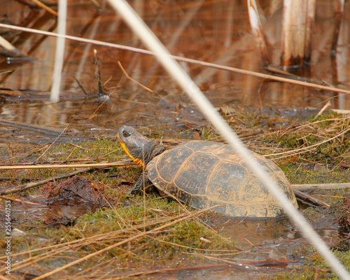 Blandings turtle photo