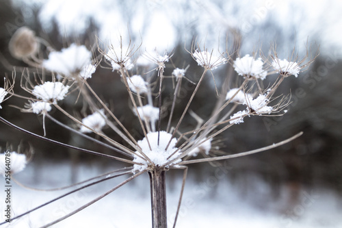 Dry plant of a dandelion covered in snow in a close up image located in a wintry landscape