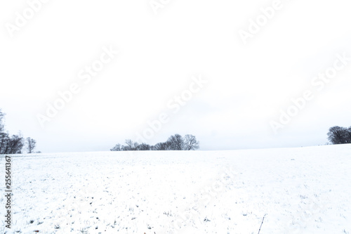 Snowy winter landscape, with a snow-covered field and a tree to the horizon.