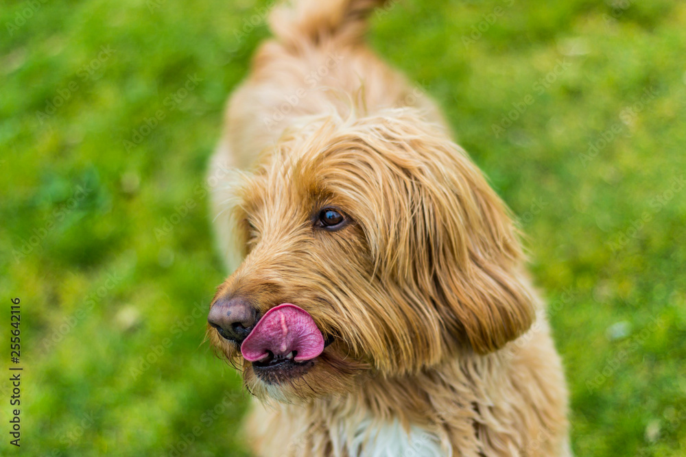 Happy Labradoodle in a park licking her chops.