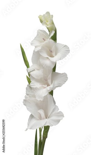 Foto Beautiful white gladiolus delicate flower isolated on white background