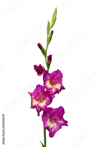Fototapeta Naklejka Na Ścianę i Meble -  Beautiful purple gladiolus delicate flower isolated on white background. Nature, macro. Creative spring concept. Floral, object. Flat lay, top view