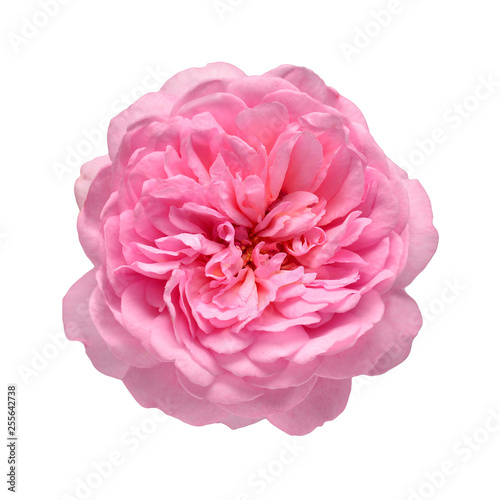 Pink English rose of David Austin isolated on white background. Macro flower. Wedding card, bride. Greeting. Summer. Spring. Flat lay, top view. Love. Valentine's Day