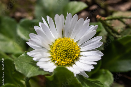 Macro shot of daisy flower or bellis perennis on the meadow