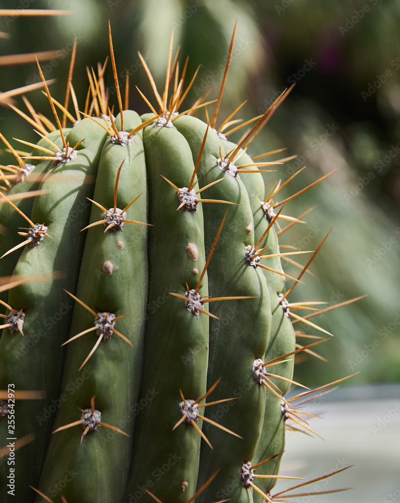 Thorny green cactus Thorny green cactus