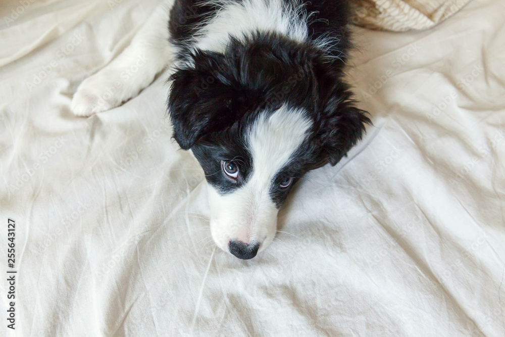 Funny portrait of cute smilling puppy dog border collie lay on pillow blanket in bed. New lovely member of family little dog at home lying and sleeping. Pet care and animals concept Funny portrait of cute smilling puppy dog border collie lay on pillow blanket in bed. New lovely member of family little dog at home lying and sleeping. Pet care and animals concept