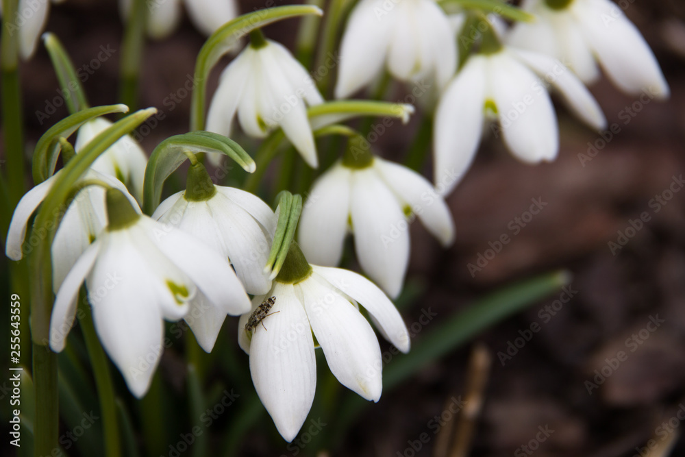 Nature concept-beautiful spring landscape with flowers under snow. Snowdrop in full bloom get out from snow. Snowdrop flower is spring symbols. First flowers in spring. New life. Spring background. Nature concept-beautiful spring landscape with flowers under snow. Snowdrop in full bloom get out from snow. Snowdrop flower is spring symbols. First flowers in spring. New life. Spring background.