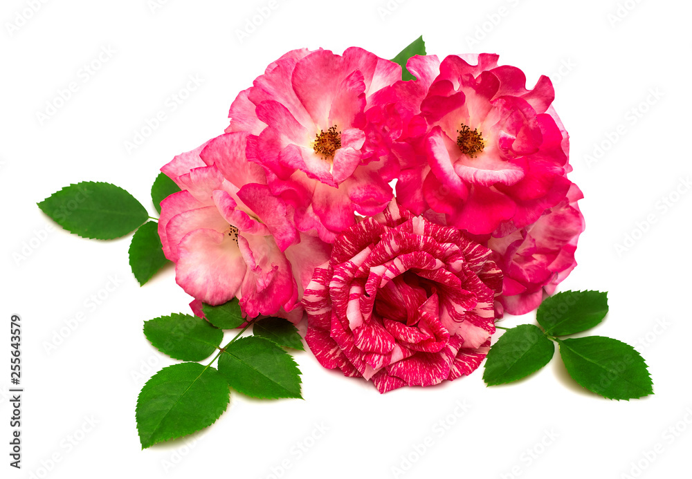 Beautiful bouquet flower pink rose tea hybrid Ukrainian selection Pestraja Fantazija isolated on white background with clipping path. Wedding card. Greeting. Summer. Spring. Flat lay, top view Beautiful bouquet flower pink rose tea hybrid Ukrainian selection Pestraja Fantazija isolated on white background with clipping path. Wedding card. Greeting. Summer. Spring. Flat lay, top view