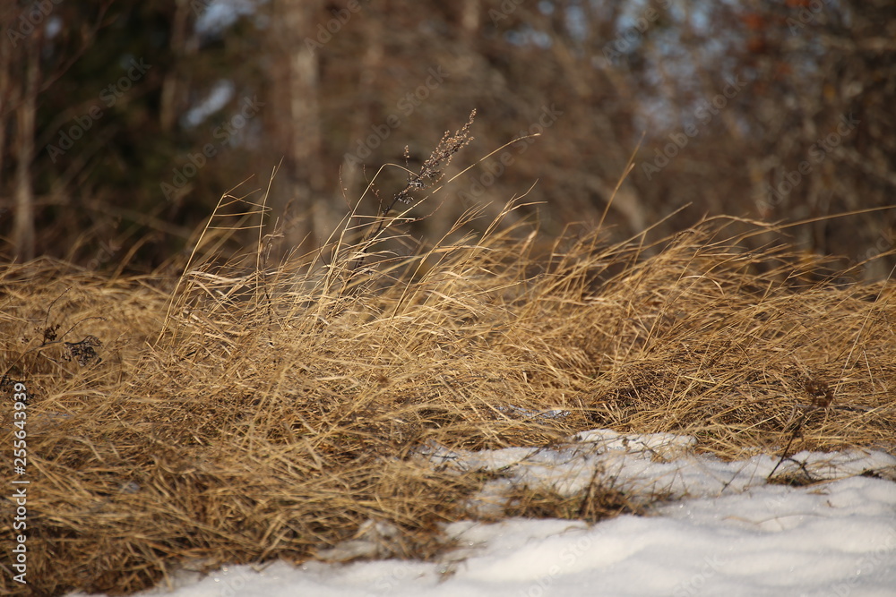 Dry grass in winter in the wind Dry grass in winter in the wind
