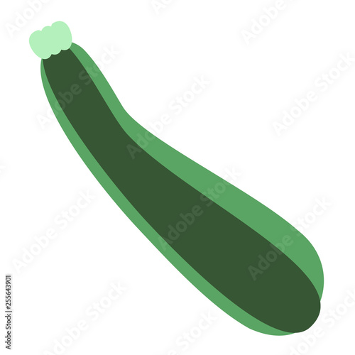 zucchini flat color art illustration