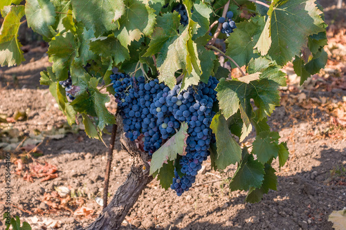 Grapes of black wine 