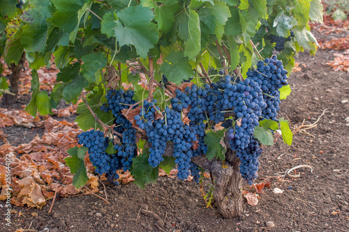 Grapes of black wine 