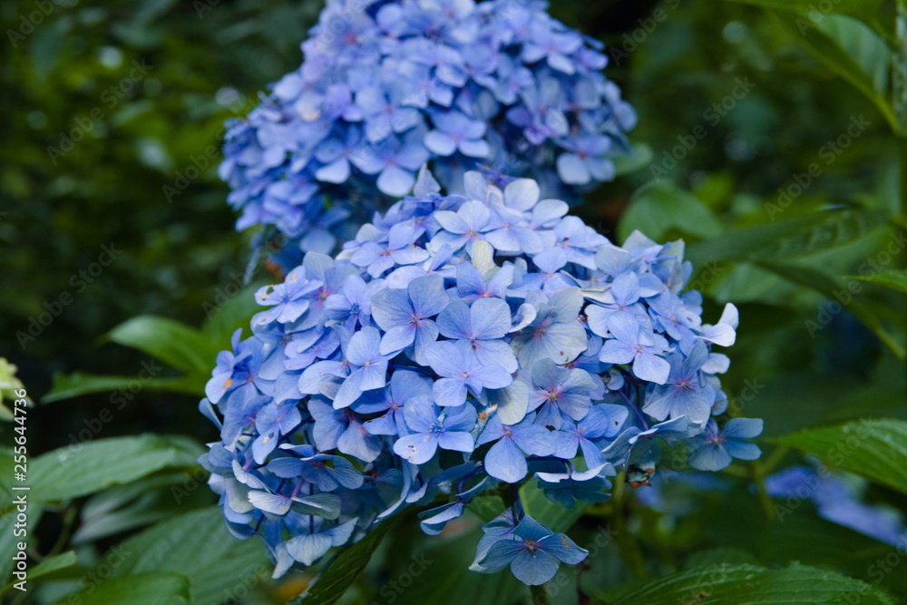 blue flowers in garden