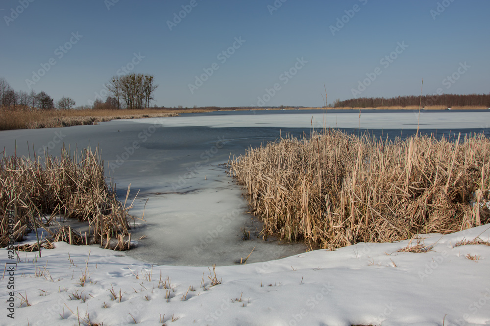 Snow on the shore of a frozen lake and a clump of reeds. Horizon and blue sky Snow on the shore of a frozen lake and a clump of reeds. Horizon and blue sky