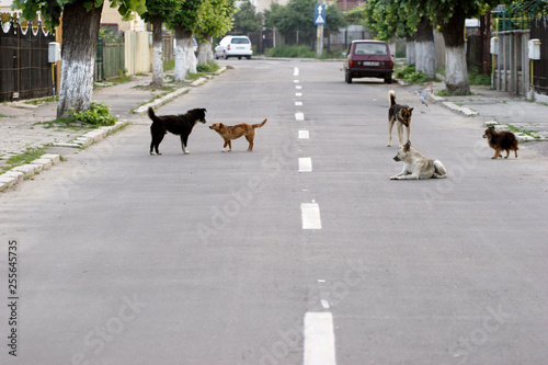 dogs on street in romania
