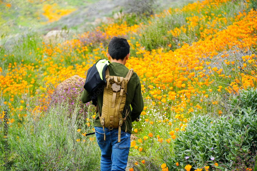 Young sporty Asian boy enjoying & hiking the mountain during the California Golden Poppy and Goldfields blooming in Walker Canyon, Lake Elsinore, CA. USA. Asian kid making his way through the mountain