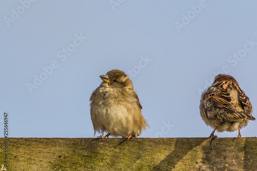 THE FLEDGLINGS