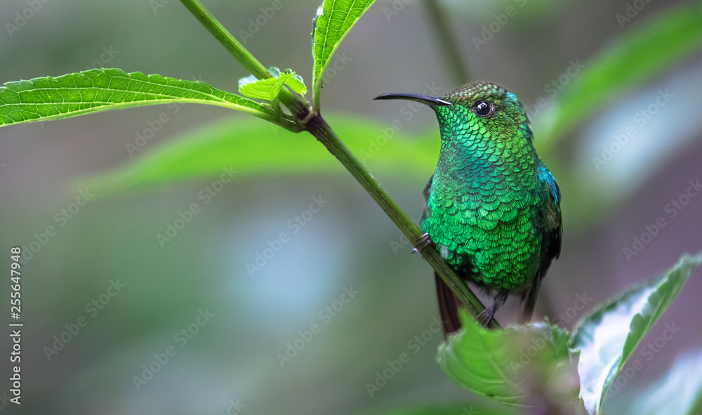Fototapeta premium Coppery-headed emerald (Elvira cupreiceps), adult male, perched on a branch in Monteverde National Park, Costa Rica.