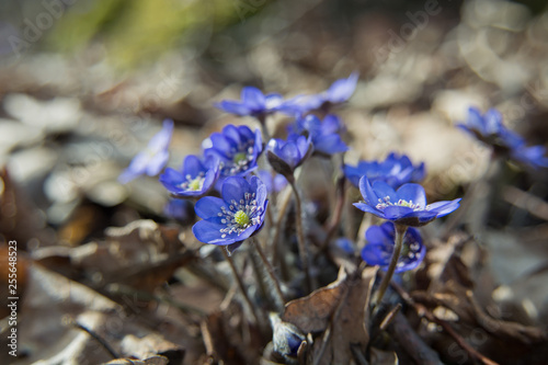 Group of purple liverleaf flowers on a close-up