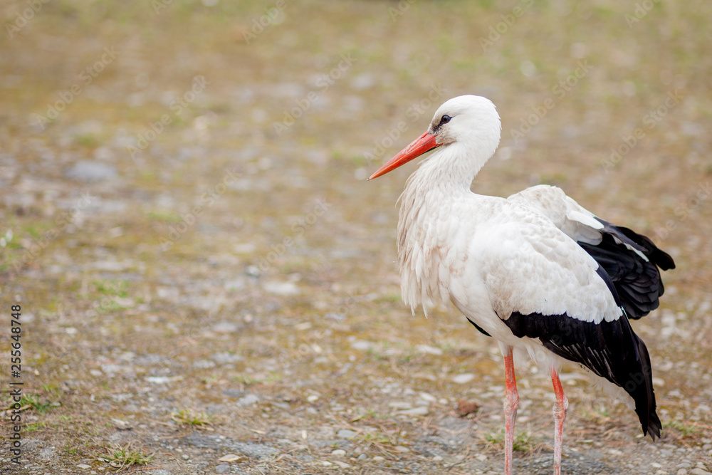 Fototapeta premium White stork in natural habitat walking and searching for food, Poplar tree forest flood area on river side, rear stork view, unclean white feathers
