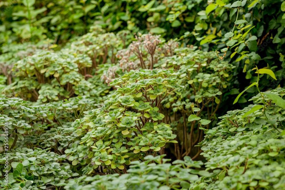 Full Frame Shot Of Ground Ivy, Textured background Full Frame Shot Of Ground Ivy, Textured background
