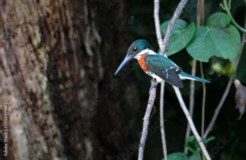 Green kingfisher (Chloroceryle americana), adult male, sitting on a branch above the water near Sierpe, Costa Rica. photo