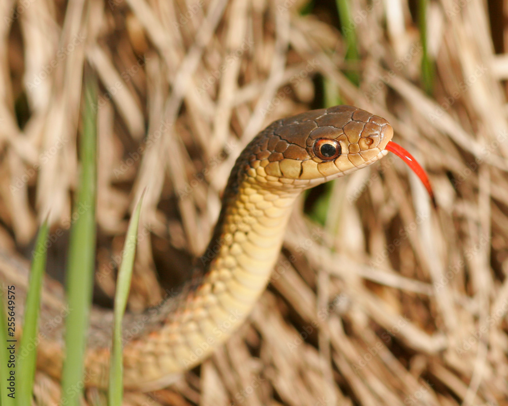 Obraz premium Gartersnake