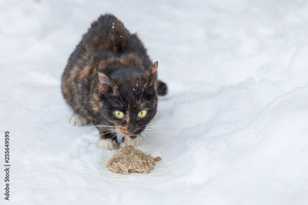 Stray homeless tricolor cat in snow cold winter outdoors eat food