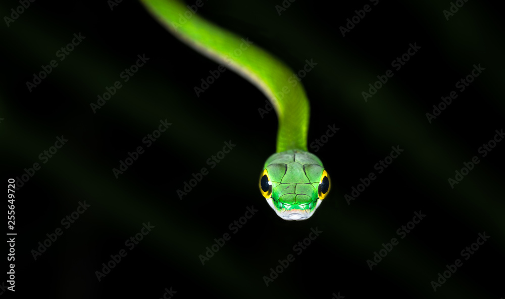 Satiny parrot snake (Leptophis depressirostris) at night on the Osa Peninsula, Costa Rica. Satiny parrot snake (Leptophis depressirostris) at night on the Osa Peninsula, Costa Rica.