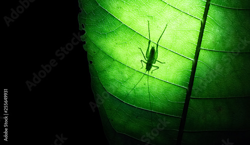 Silhouette of a cricket on a large leaf at night on the Osa Peninsula, Costa Rica.