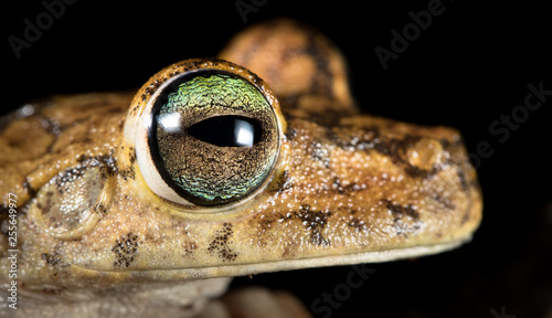 Rosenberg's treefrog, or Gladiator treefrog (Hypsiboas rosenbergi) up close at night on the Osa Peninsula, Costa Rica.