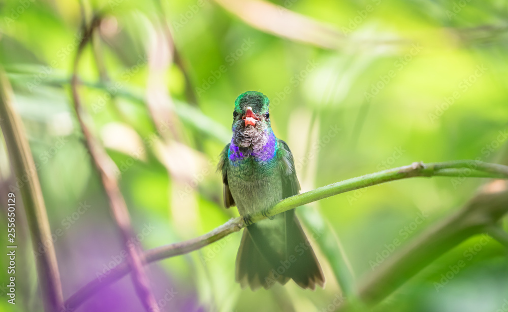 Obraz premium Charming hummingbird (Amazilia decora) perched on a branch on the Osa Peninsula, Costa Rica.