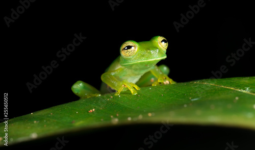 Emerald glass frog (Centrolene prosoblepon, or Espadarana prosoblepon), Osa Peninsula, Costa Rica.