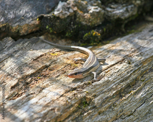 Skink on log