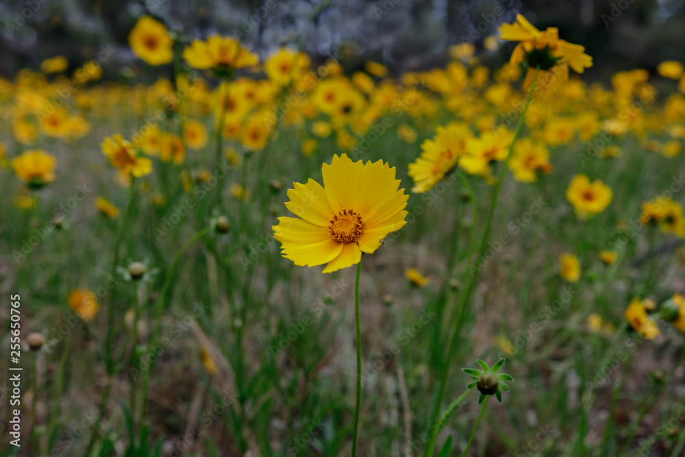 Field of Coreopsis flowers (Coreopsis lanceolata L.) - NSW, Australia