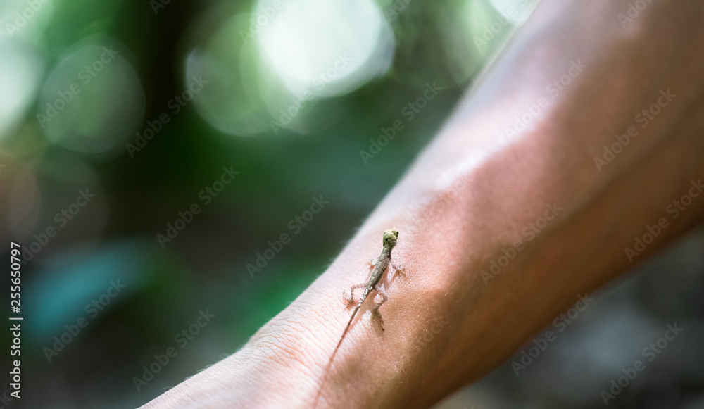 Obraz premium A baby slender anole (Anolis fuscoauratus) on a person's arm, Costa Rica.