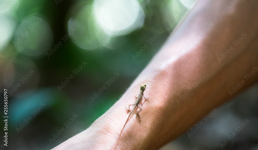 A baby slender anole (Anolis fuscoauratus) on a person's arm, Costa Rica.