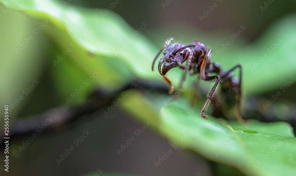 Bullet ant (Paraponera clavata) near Puerto Viejo de Sarapiqui, Costa Rica. Bullet ant (Paraponera clavata) near Puerto Viejo de Sarapiqui, Costa Rica.