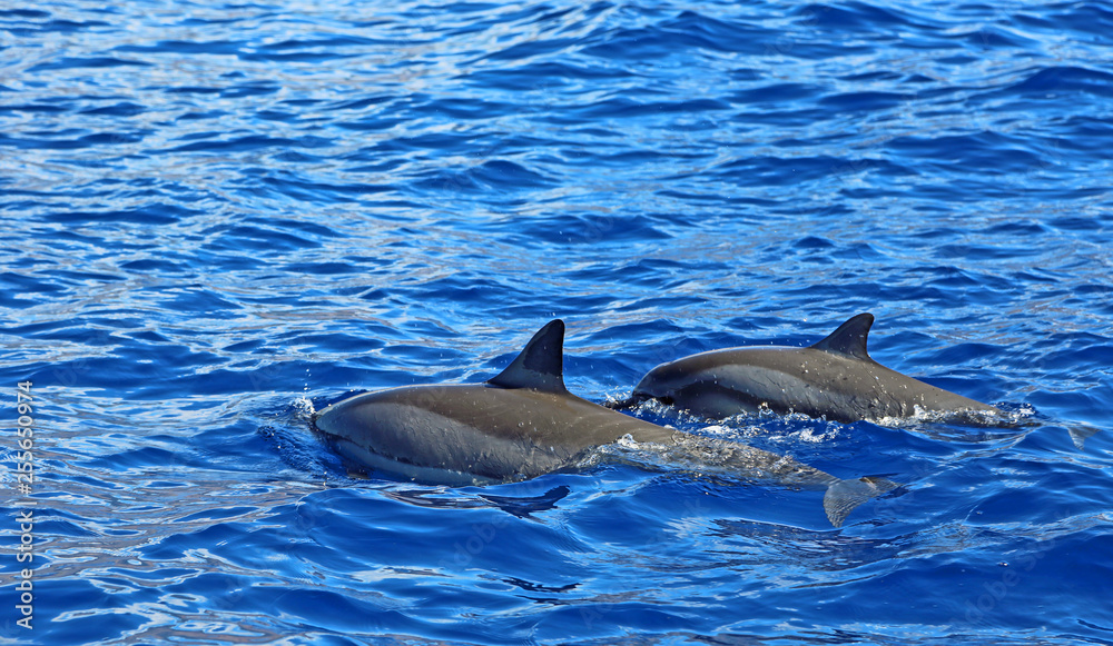 Fototapeta premium Pair of wild dolphin - Hawaii