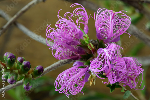 Thyme Honey-myrtle (Melaleuca thymifolia) - small shrub native to eastern Australia - each sphere of these tiny wildflowers is only about 10mm diameter