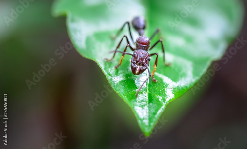 Bullet ant (Paraponera clavata) near Puerto Viejo de Sarapiqui, Costa Rica.