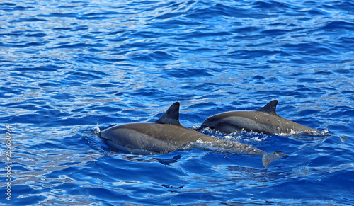 Pair of wild dolphin - Hawaii © jerzy