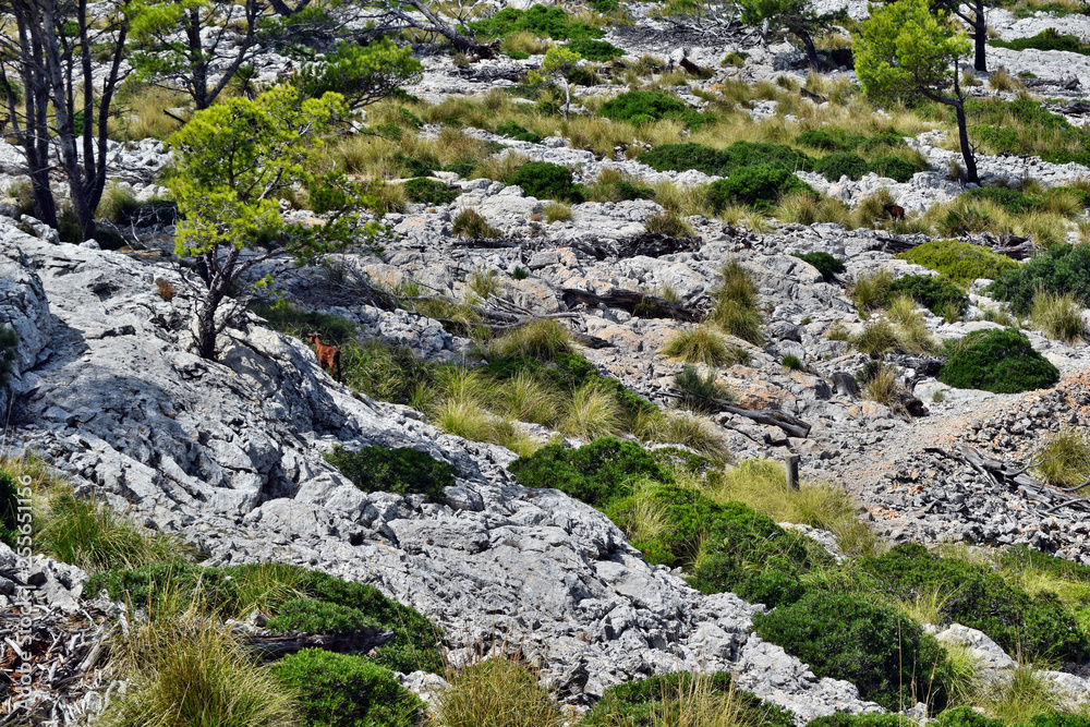 Wild goat is walking near to way to the Formentor lighthouse