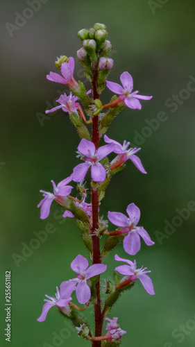 Trigger Plant (Stylidium graminifolium) - 20mm wildflower endemic to Australia - visiting insects are hit with a club-shaped column that  deposits pollen on the insects