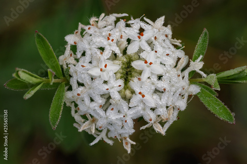 Slender Rice Flower in the morning dew (Pimelea linifolia) - small shrub native to Australia