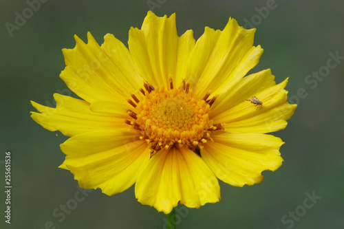 Coreopsis (Coreopsis lanceolata L.) - originating from North America, these golden daisy-like flowers grow in abundance along our roadsides in Australia