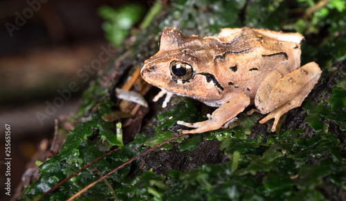 Common rain frog (Craugastor fitzingeri) near Puerto Viejo de Sarapiqui, Costa Rica.